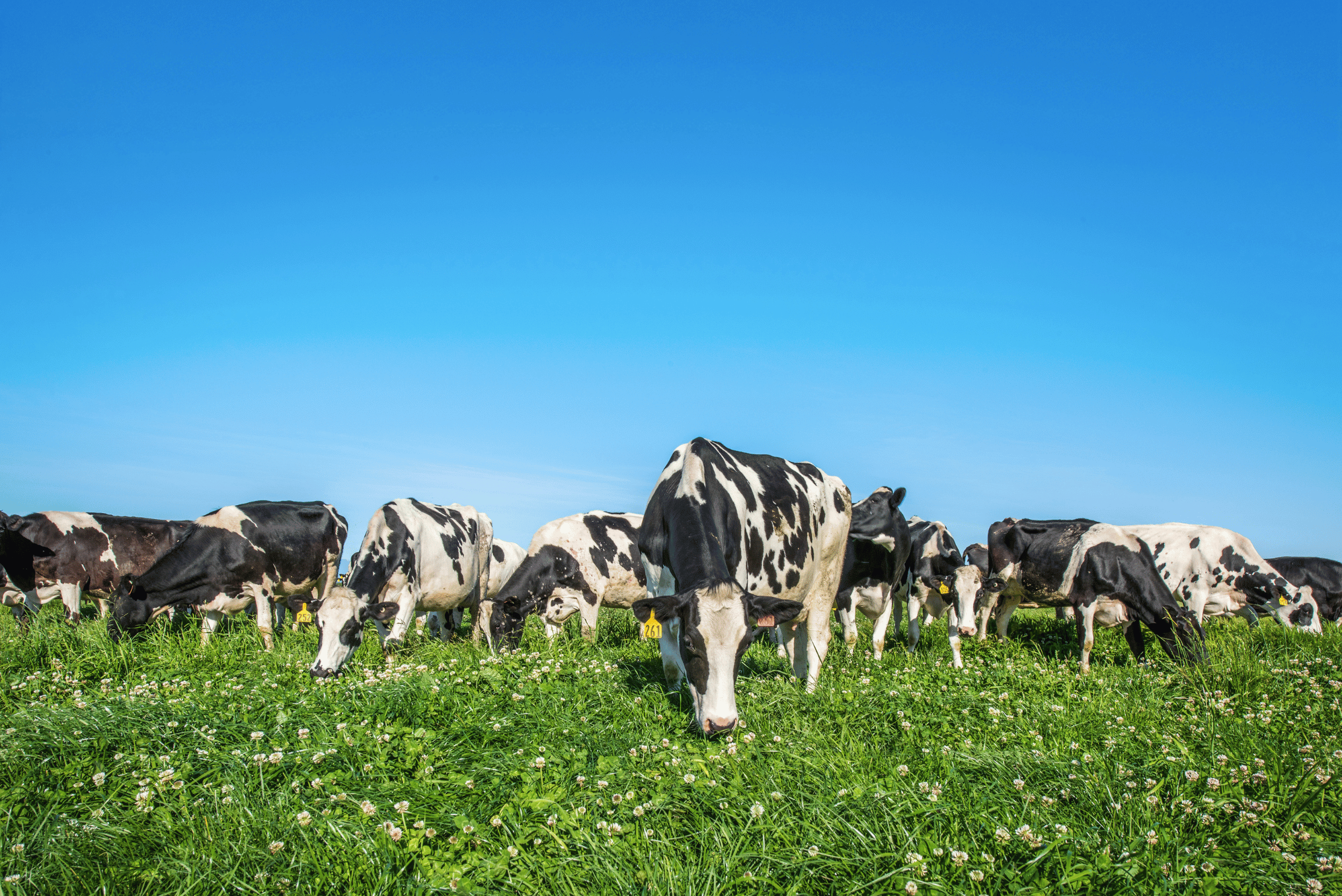 Graziers